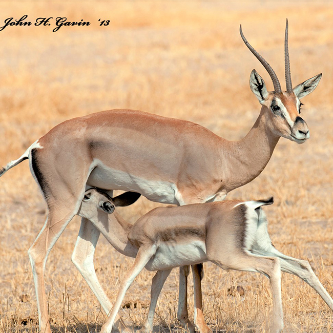 10-days-majestic-kenya-safari