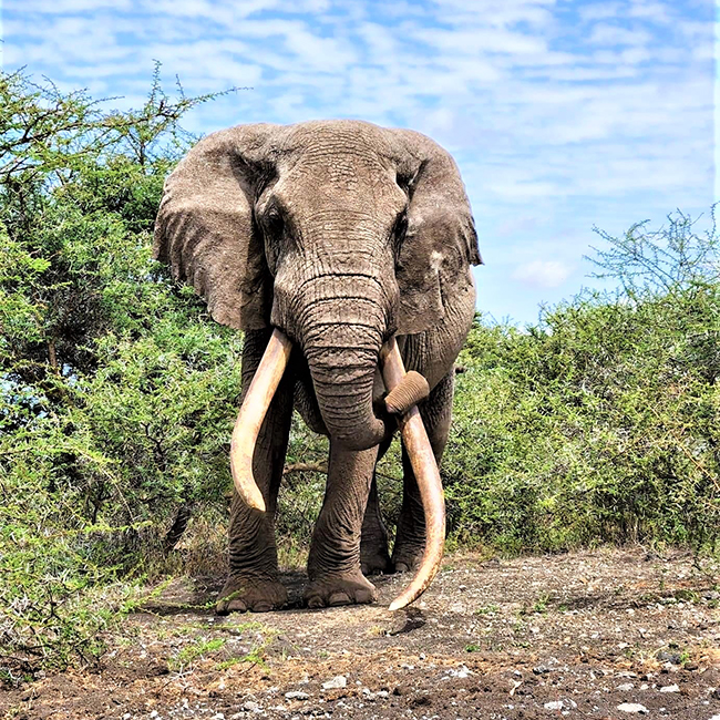11-days-kenya-and-tanzania-classic-safari