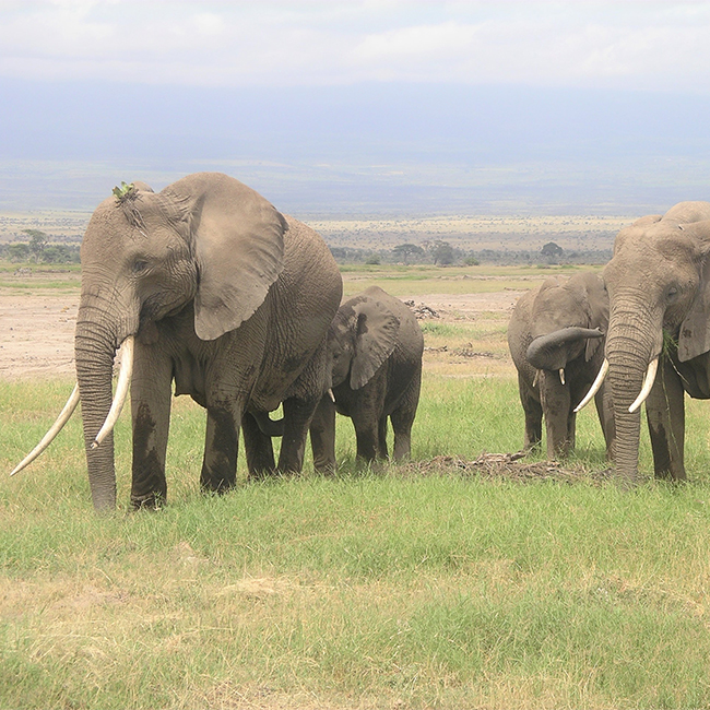 3-days-amboseli-national-park