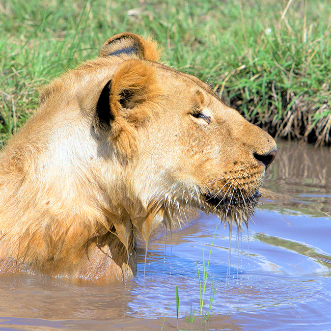 3-days-amboseli-national-park