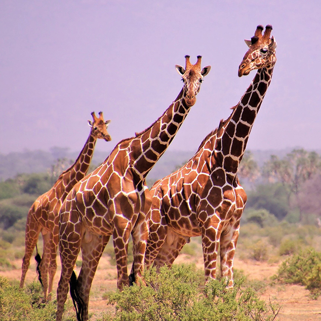6-days-heart-of-tanzania-safari