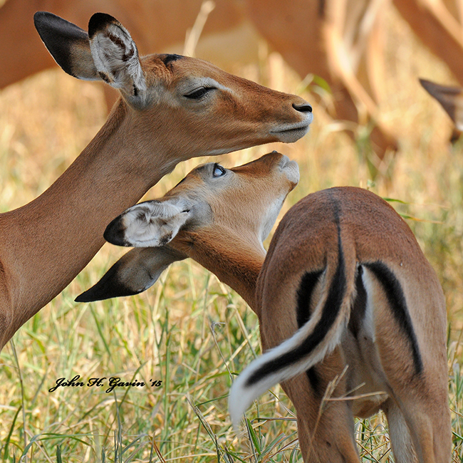 6-days-heart-of-tanzania-safari