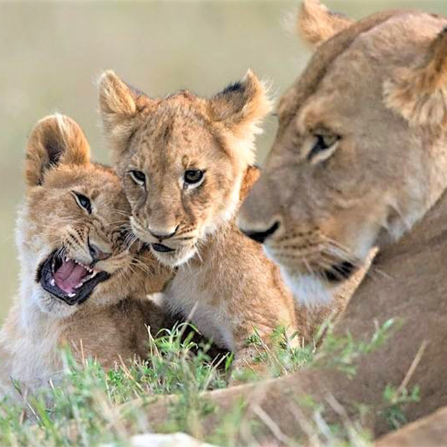 7-days-scenic-of-kenya-safari