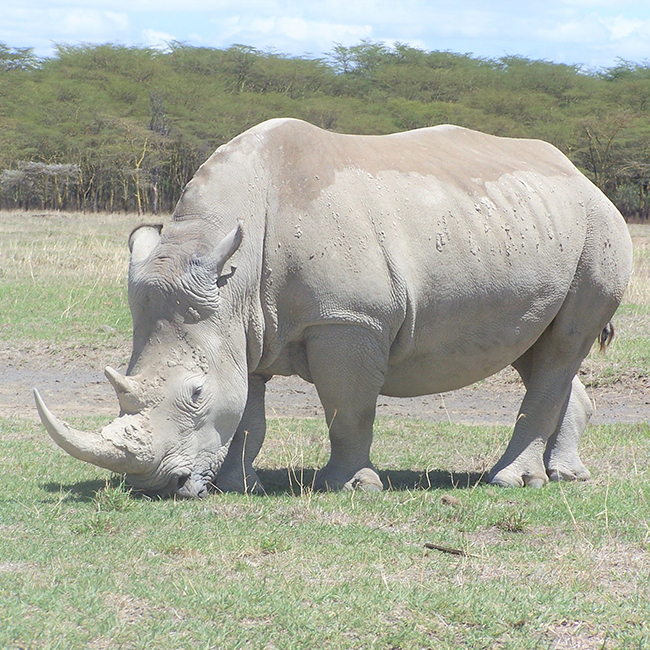 8-days-highlights-of-kenya-safari