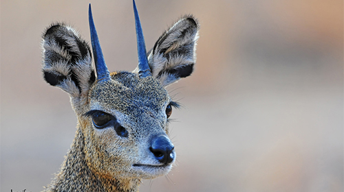 8-days-highlights-of-tanzania-safari