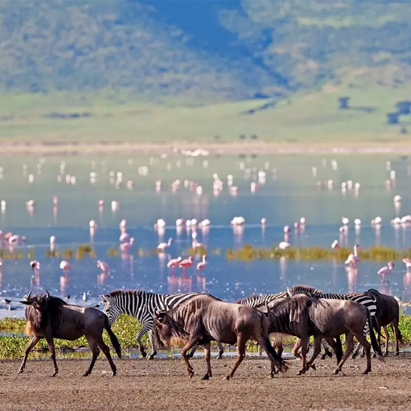 9-days-ngorongoro-serengeti-national-park-masai-mara-safari-2