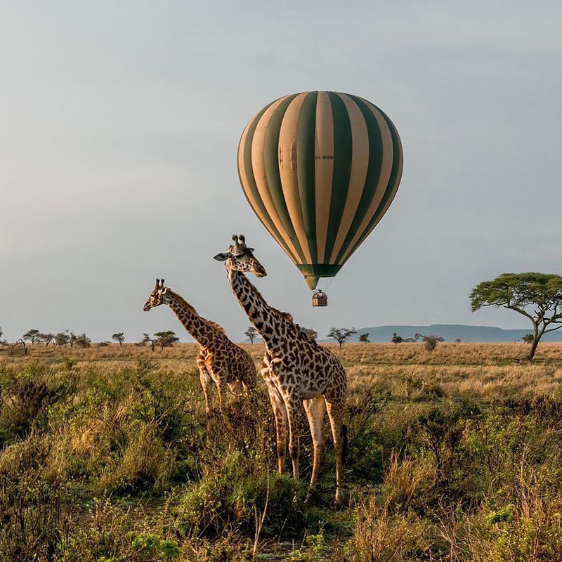 9-days-ngorongoro-serengeti-national-park-masai-mara-safari-3