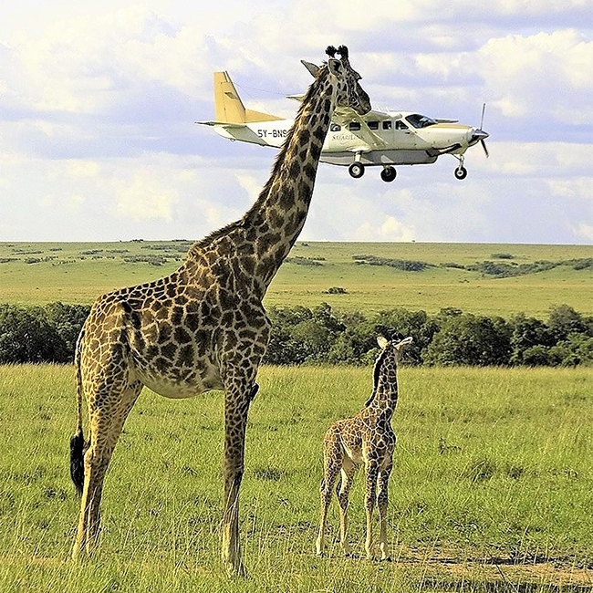 nairobi-national-park